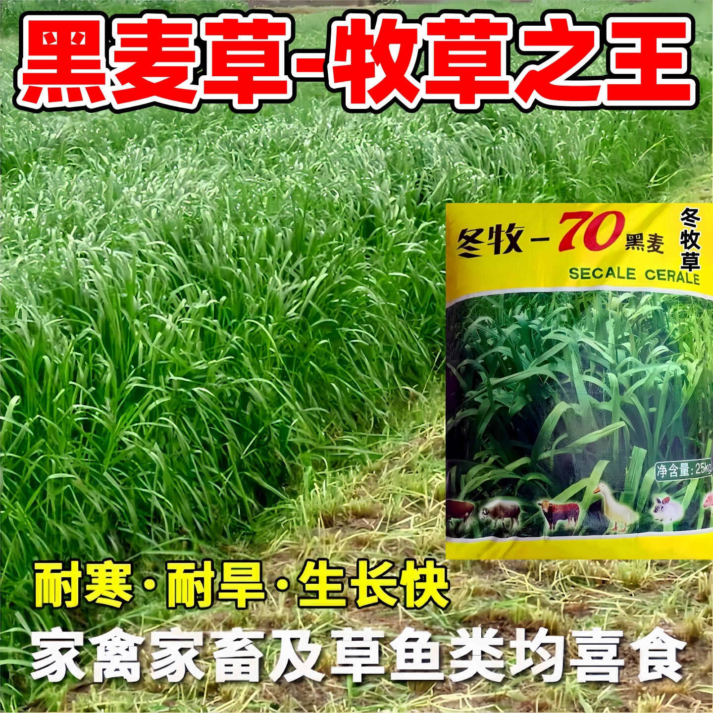 冬牧70黑麦草种子耐寒高产猪牛羊鸡鸭鹅鱼兔饲用牧草种籽厂家批发