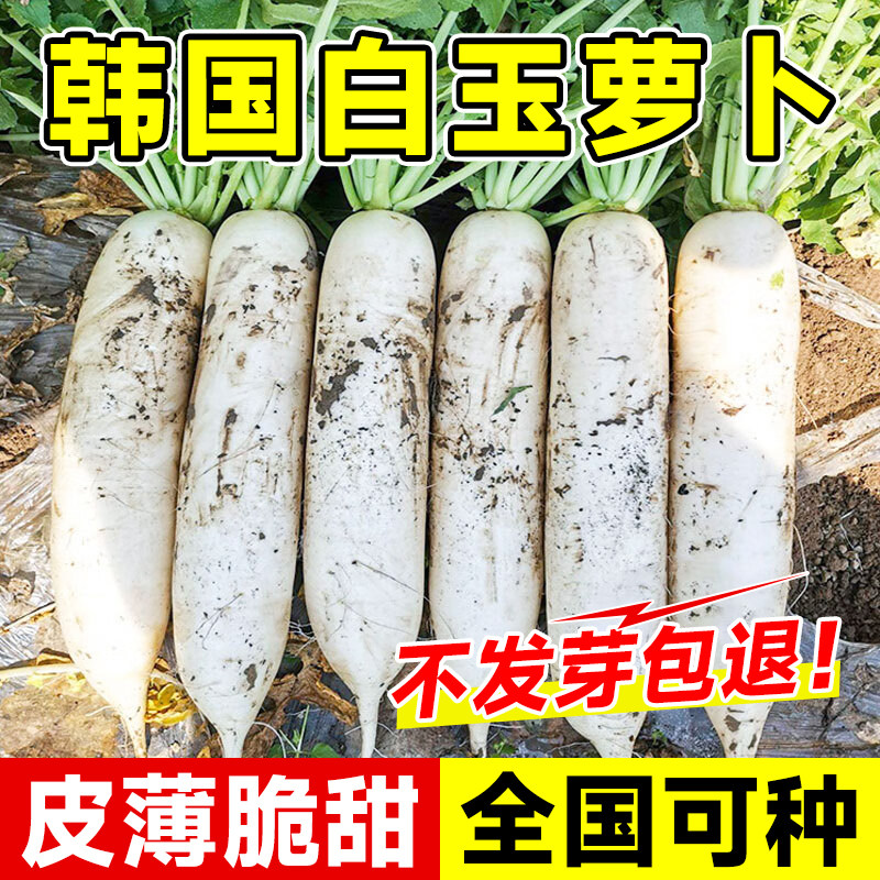 韩国白玉春萝卜种子长白萝卜种籽九斤王蔬菜种水果四季罗卜种大全