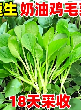 鸡毛菜种子四季速生小白菜种籽小青菜油菜籽种上海青蔬菜种孑大全