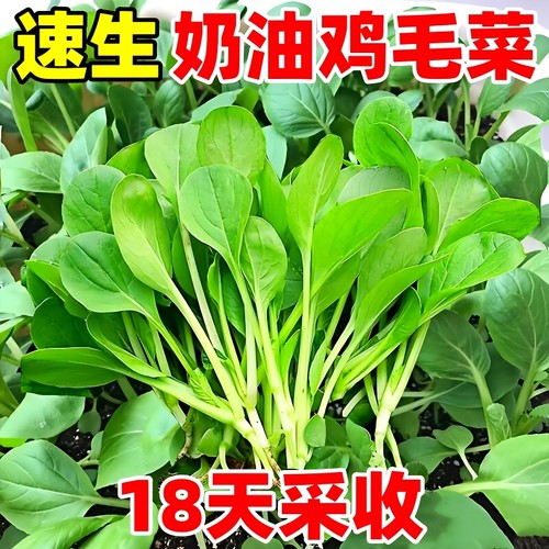 包发芽正宗鸡毛菜种子速生18天收
