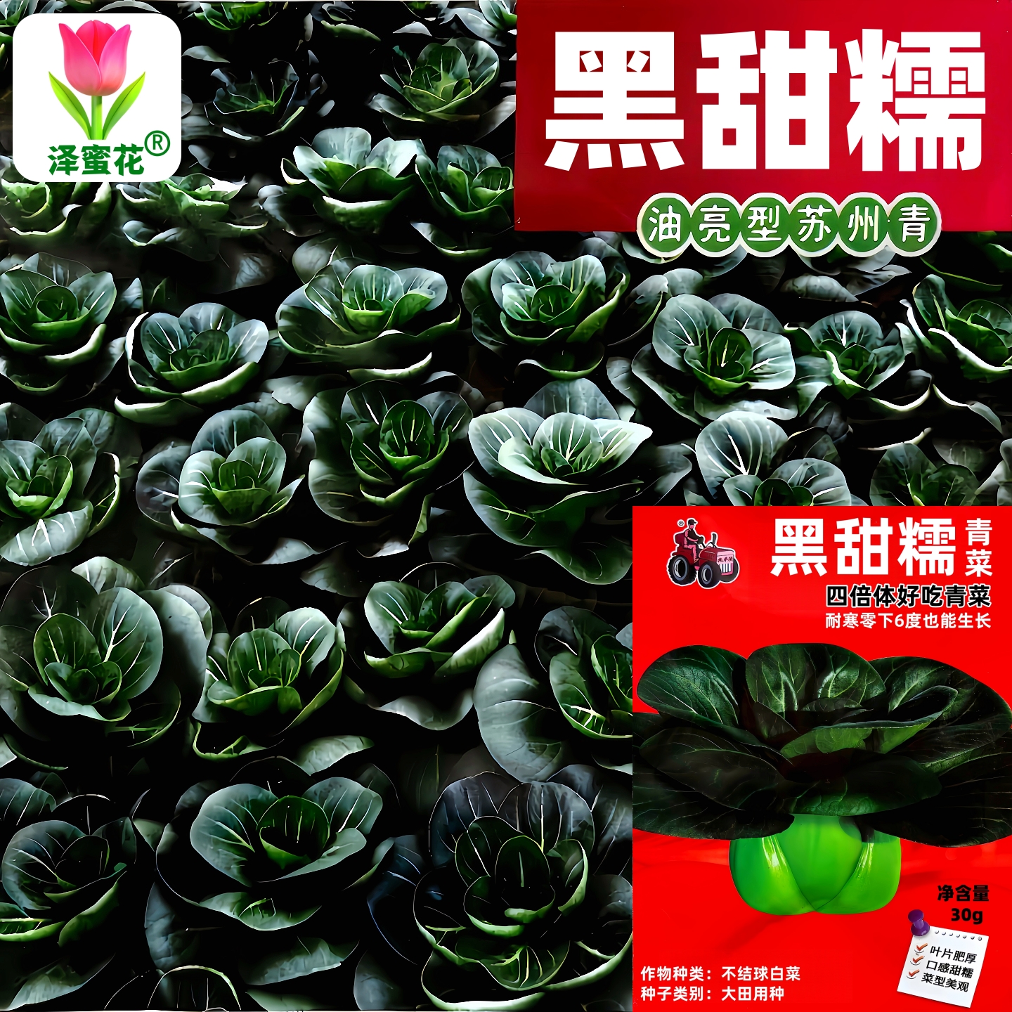 正宗黑甜糯四倍体矮脚苏州青种子