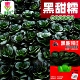 黑甜糯苏州青菜种子四倍体矮脚黑叶小青菜种籽高产抗病耐寒蔬菜种