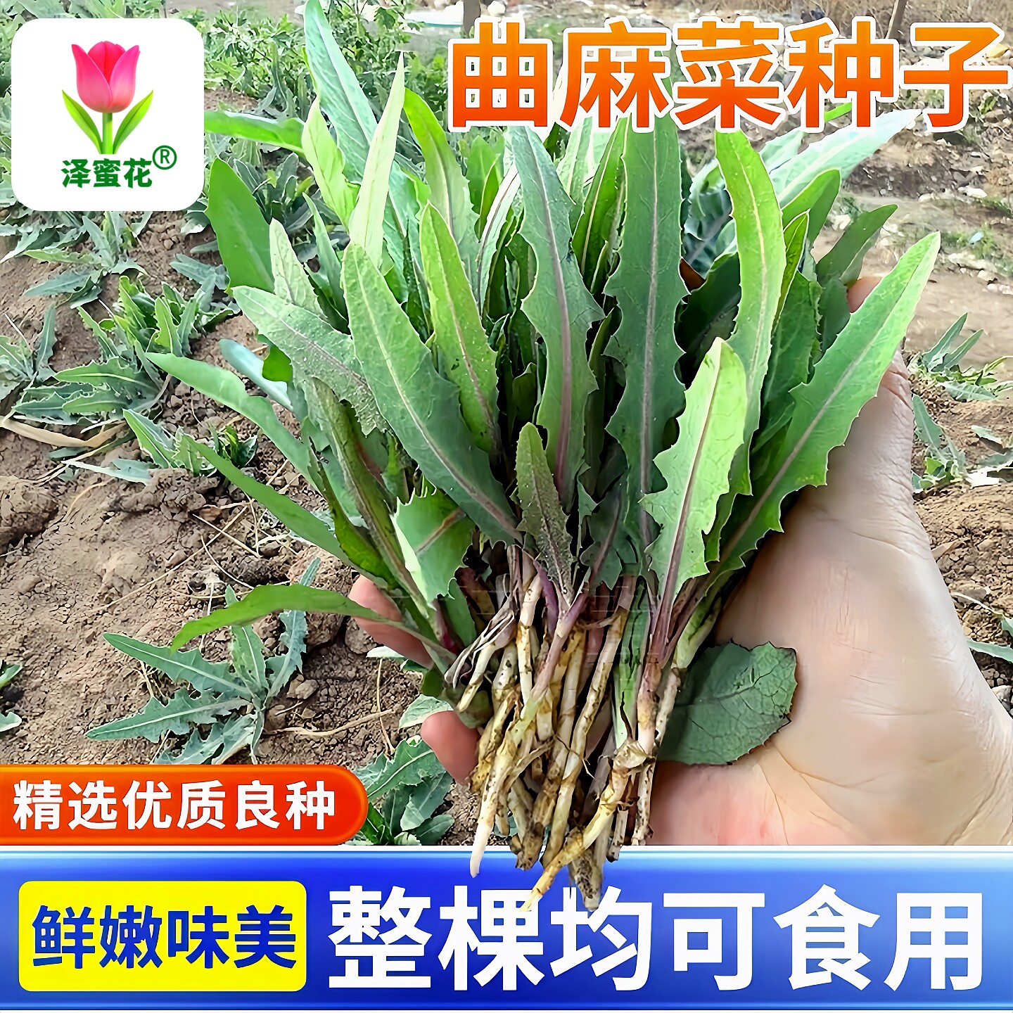 绿叶苦麻菜曲麻菜野菜种子营养美味保健菜农家老品种野生蔬菜种籽