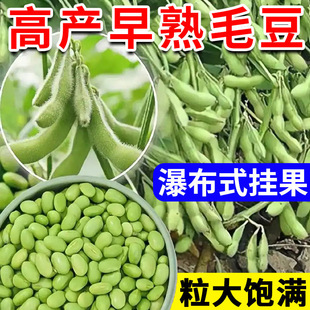 早熟毛豆种子本地特绿青豆种孑高产大粒黄豆大豆种籽菜豆种蔬菜籽
