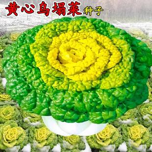 黄心乌菜种种子种籽乌塌菜雪里金花青菜蔬菜孑白菜黑菜乌塔菜菜籽