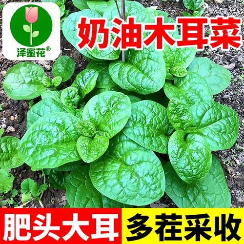 奶油木耳菜种子大叶圆叶多茬采收