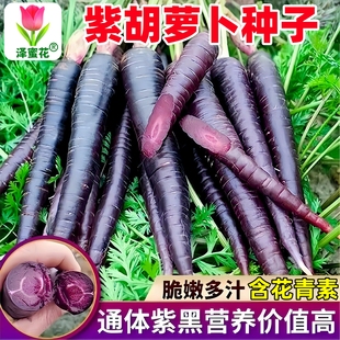 紫参胡萝卜种子萝卜籽庭院田园蔬菜种子阳台种菜盆栽蔬果水果种子