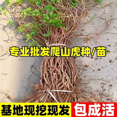 爬山虎树苗爬藤植物四季常青庭院藤蔓花卉盆栽三叶五叶爬墙虎苗子