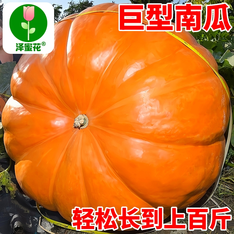 原装正品巨型南瓜种子可观赏食用