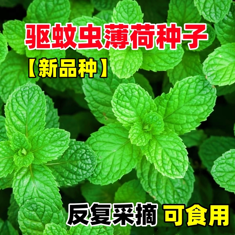 薄荷种籽子食用四季种植留兰香猫薄荷蔬菜种子驱蚊阳台盆栽花种孑