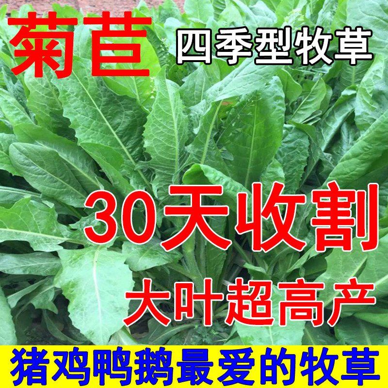 高产大叶将军菊苣草种籽多年生喂鹅猪草种子牛羊草养殖牧草鱼草种