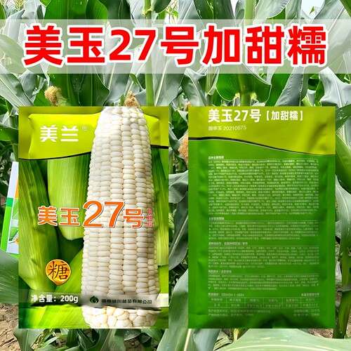 正品美玉27号白甜糯玉米种子200g
