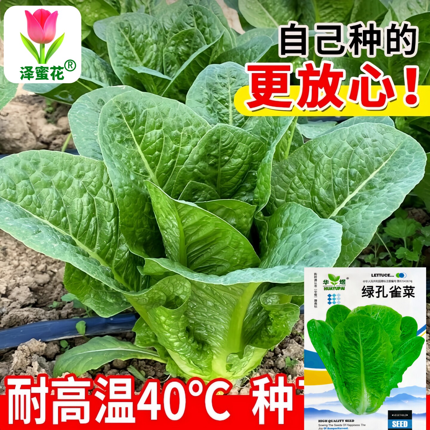 原装孔雀菜种子绿叶罗马生菜种籽正宗沙拉菜阳台盆栽春秋蔬菜种孑