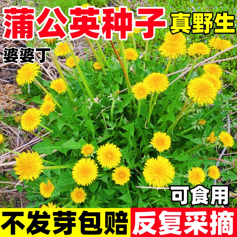 蒲公英种子食用野菜种籽子婆婆丁四季播种易活阳台庭院盆栽菜种孑