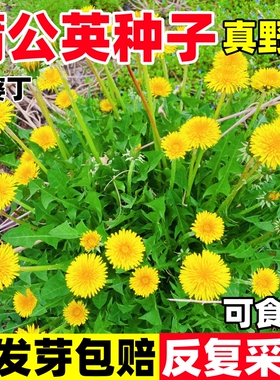 蒲公英种子食用野菜种籽子婆婆丁四季播种易活阳台庭院盆栽菜种孑