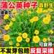 蒲公英种子食用野菜种籽子婆婆丁四季 播种易活阳台庭院盆栽菜种孑