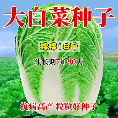 颗颗18斤大白菜种子包发芽包对版
