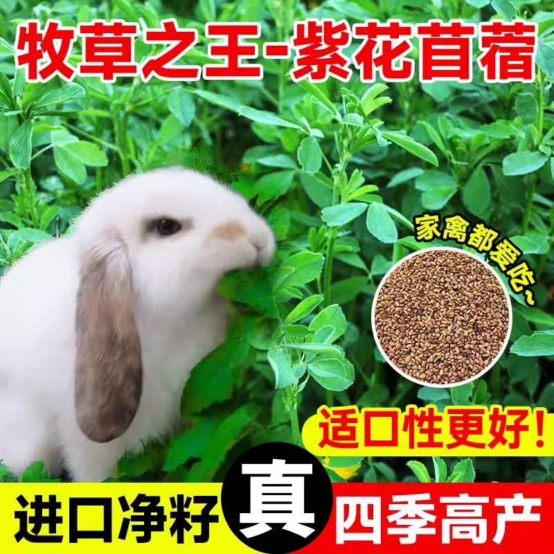 紫花苜蓿草籽种四季种子多年生兔子养殖牧草羊草籽耐寒耐旱黑麦草