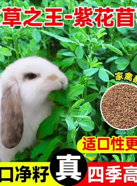 紫花苜蓿草籽种四季子多年