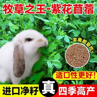 紫花苜蓿草籽种四季种子多年生兔子养殖牧草羊草籽耐寒耐旱黑麦草