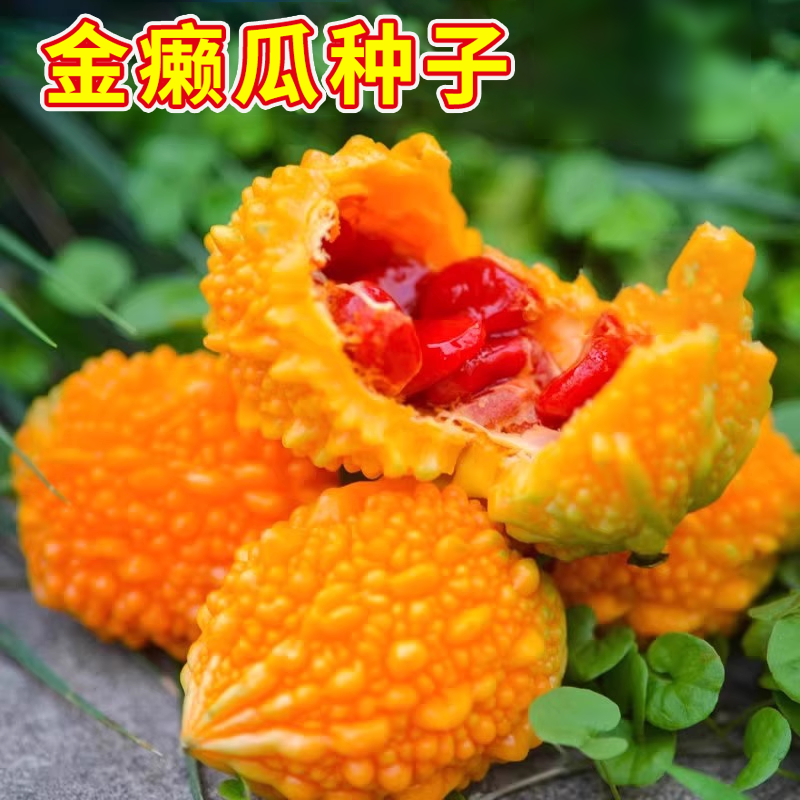 金铃子赖葡萄金癞瓜种子种籽苗四季金玲子秧苦瓜幼苗蔬菜孑癞秧苗