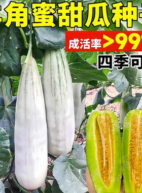 正宗超甜脆羊角蜜种子正品原包装