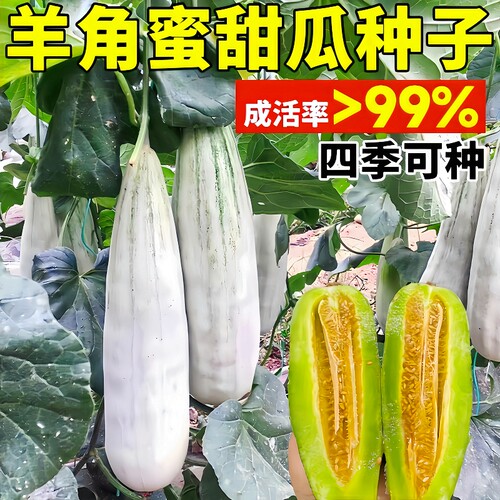 正宗超甜脆羊角蜜种子正品原包装