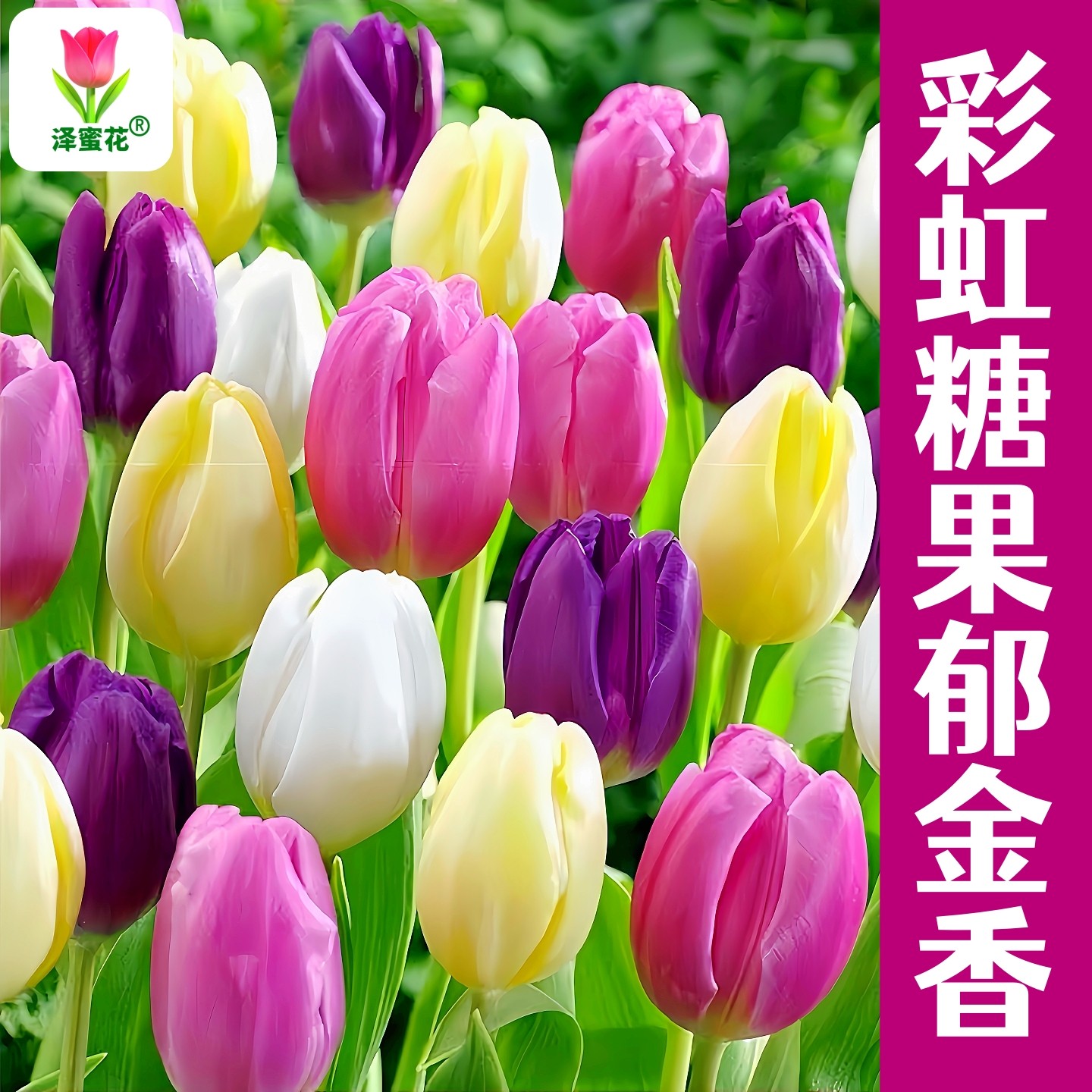 彩虹糖果色郁金香种球精品进口大球水培植物多年生球根花卉花种子