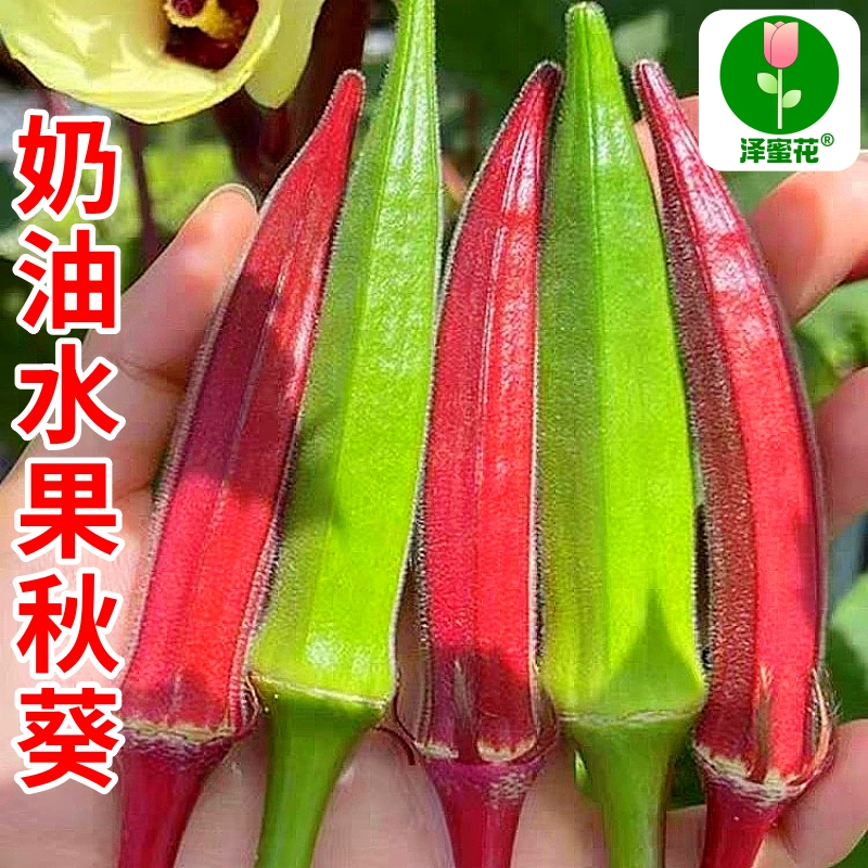 水果奶油黄秋葵红秋葵种子包发芽