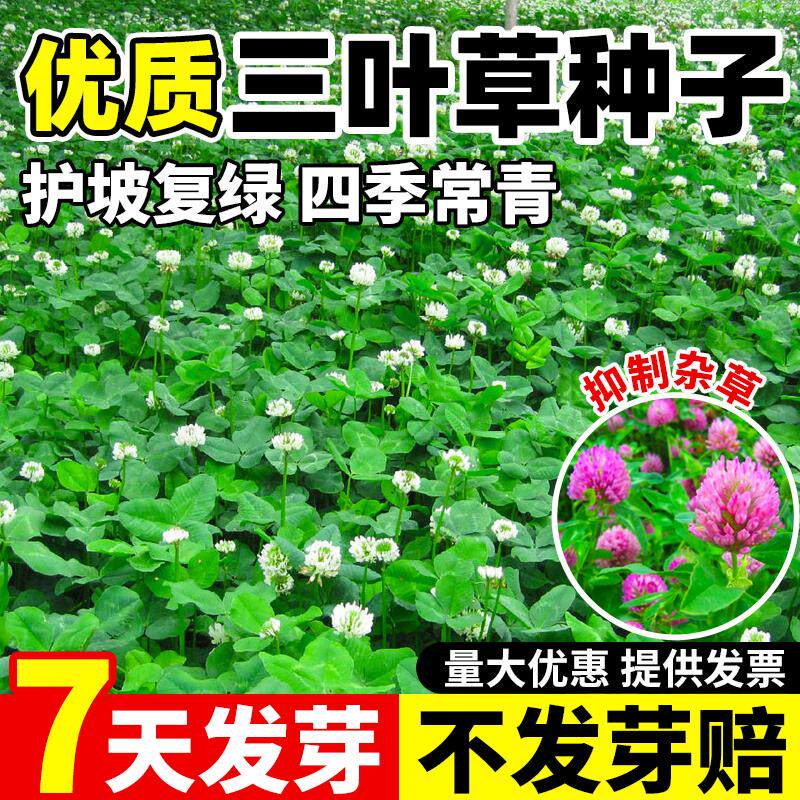 三叶草种子白三叶草籽红三叶草籽四季青草坪四季播种牧草果园绿肥