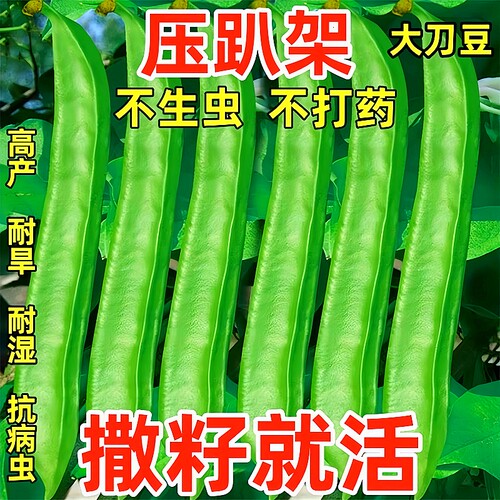 大刀豆种子巨型圆豆角正品原包装