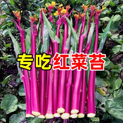 红菜苔白菜苔广东甜菜心四季播种