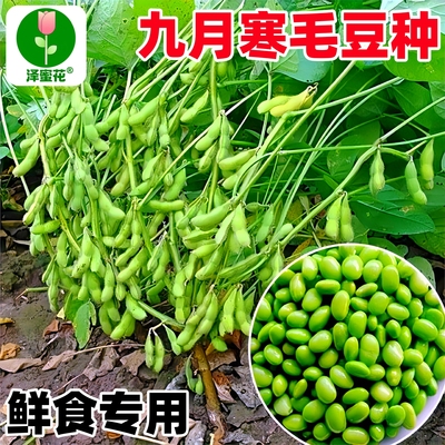 正宗毛豆种子大粒高产专吃嫩毛豆