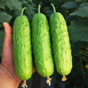 高产黄瓜种籽秧苗盆栽大全四季蔬菜种子水果白玉青瓜爬藤架农作物