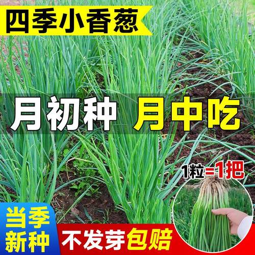四季小香葱种子当季新种子包发芽