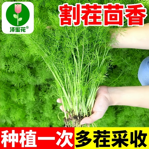 割茬小茴香种子农家老品种香味浓