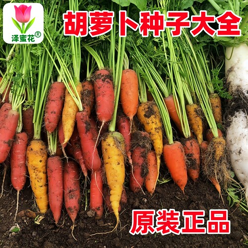 正宗原装冰糖水果胡萝卜种子大全