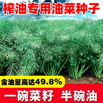 正宗原包装高产油菜种子榨油专用