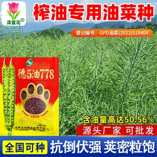 德5油778油菜籽种子高产多油耐寒杂交油菜种籽999华油567榨油专用