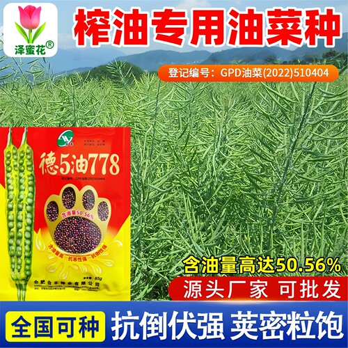 正宗德5油778高产杂交油菜籽种子
