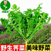野生荠菜种籽四季 播种食用野菜种孑芨芨菜药用蒲公英蔬菜种子大全