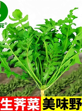 野生荠菜种籽四季播种食用野菜种孑芨芨菜药用蒲公英蔬菜种子大全