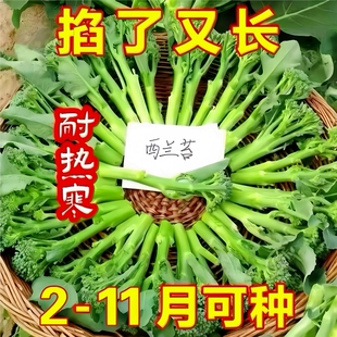 西兰苔种子芥兰种籽芥菜苔种子四季春种耐热阳台庭院蔬菜种子大全