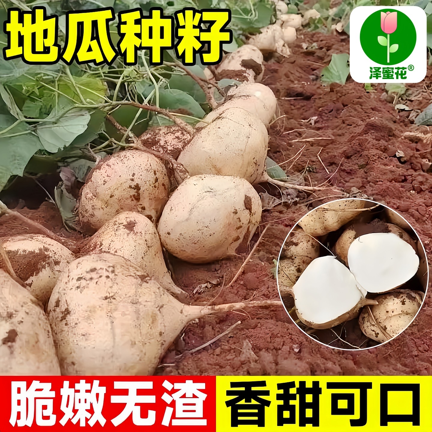 牧马山地瓜凉薯种籽种子孑水果地瓜白瓤香甜四季早熟沙种植葛土瓜