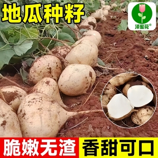 牧马山地瓜凉薯种籽种子孑水果地瓜白瓤香甜四季早熟沙种植葛土瓜