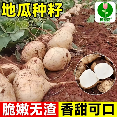 正宗牧马山地瓜凉薯种子甘甜多汁