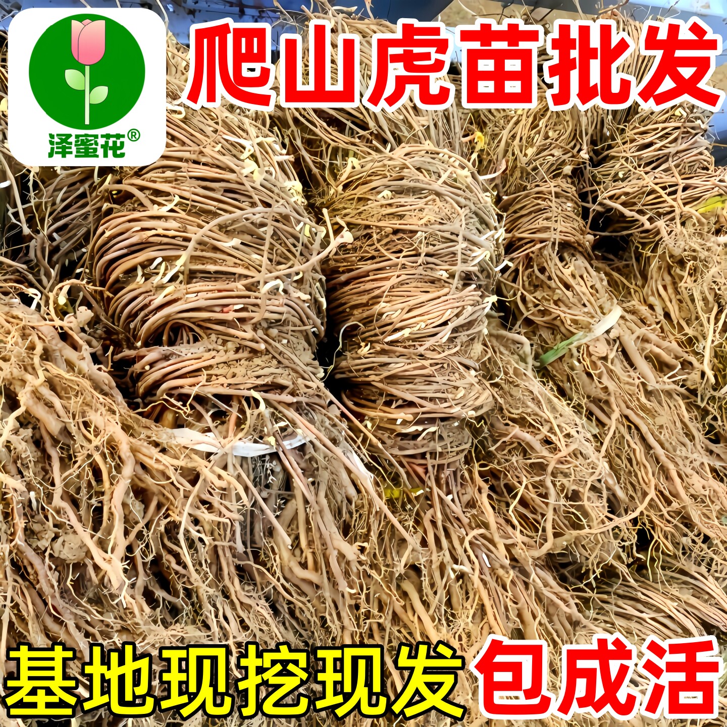 爬山虎树苗爬藤植物四季常青藤庭院室外三五叶护坡种子籽攀爬墙虎