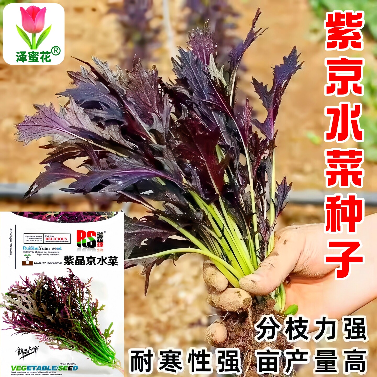 耐寒紫水晶菜种子紫雪里蕻种紫金营养京水菜籽秋冬季紫色蔬菜种籽