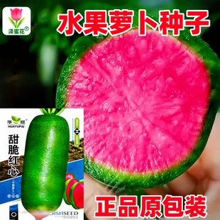 甜脆红心水果萝卜种子可生吃青皮红心萝卜种籽农家春秋季蔬菜种孑