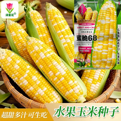 正品蜜脆68双色水果玉米种30g装